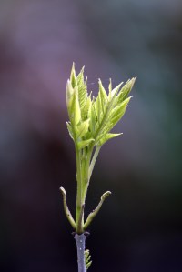 15066077613_b1f2b3be69_b