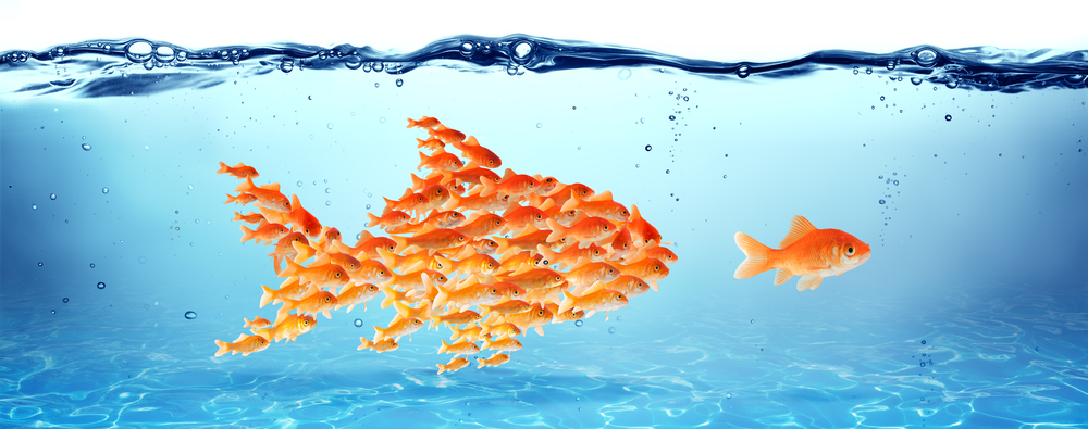 shutterstock_245737042